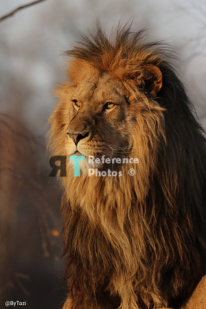 Lion in evening sun