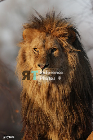 Lion in evening sun
