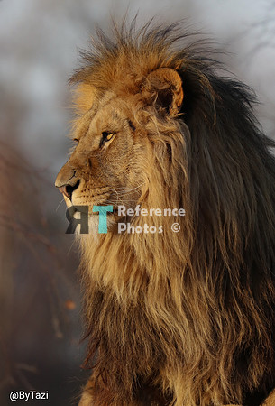 Lion in evening sun profile