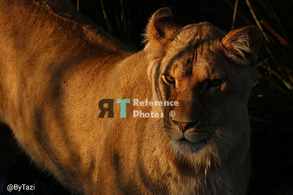 Lioness in evening sun