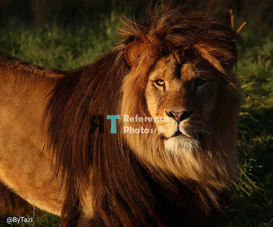 Lion in evening sun