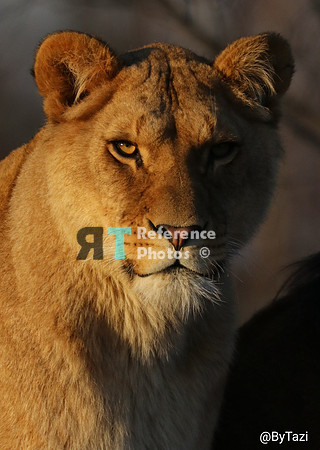 Lioness in evening sun