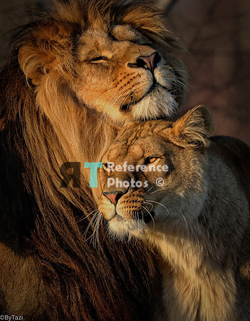 Lion and lioness in evening sun