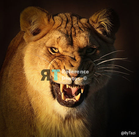 Lioness in evening sun