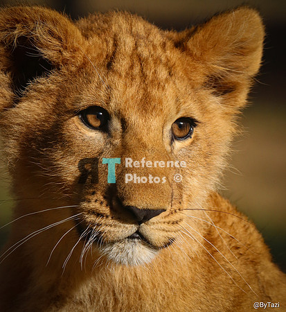 Lion cub in evening sun