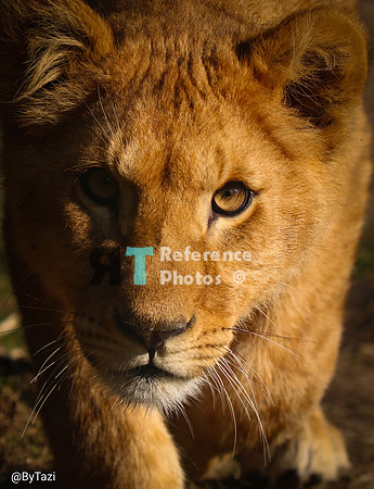 Lion cub in evening sun