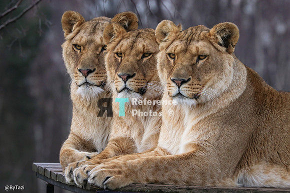 Lionesses