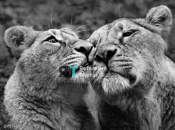 Asian Lionesses