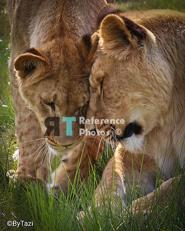 Lionesses