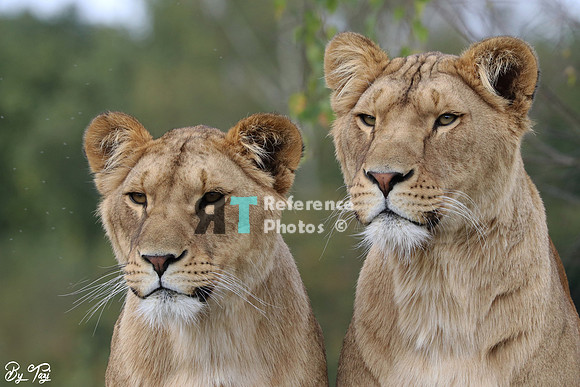 Lionesses