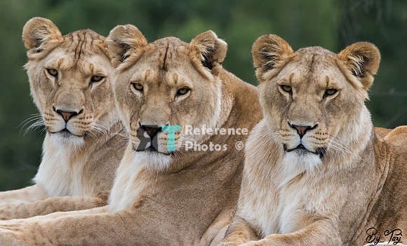 Lionesses