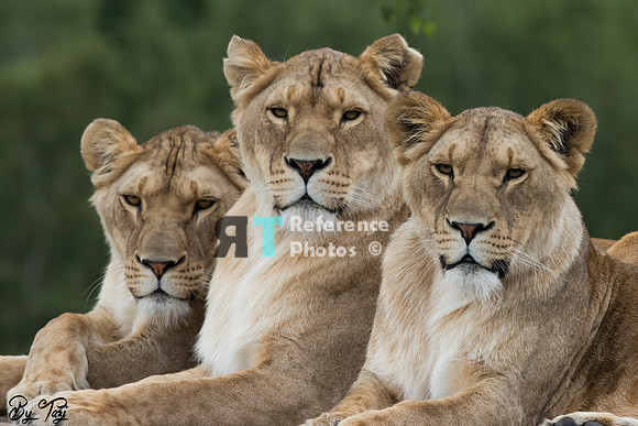 Lionesses