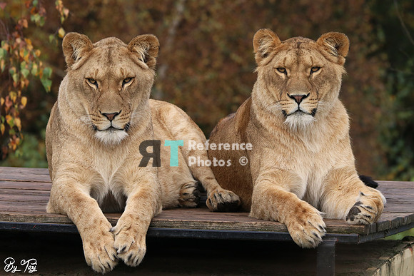 Lionesses