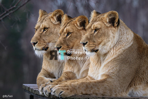 Lionesses profile