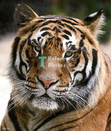 Bengal tiger portrait