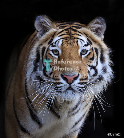 Bengal tiger portrait