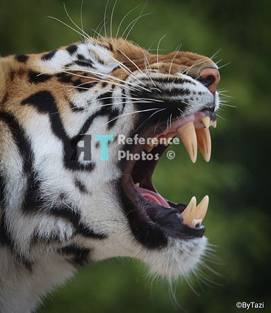 Bengal tiger teeth