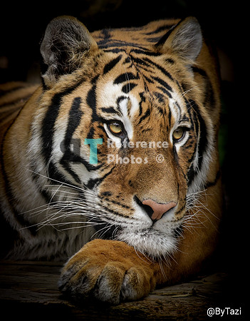 Bengal tiger