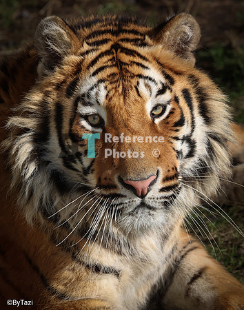Bengal tiger portrait
