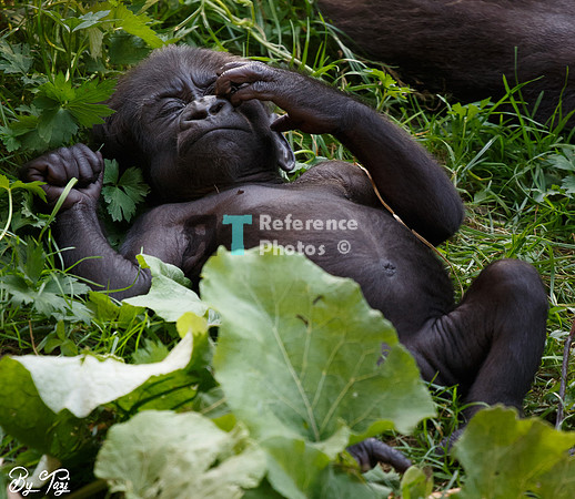 Gorilla baby