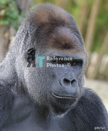 Gorilla