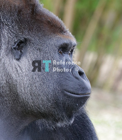 Gorilla