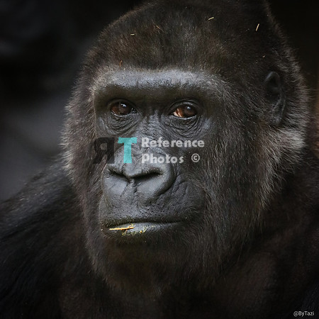 Gorilla