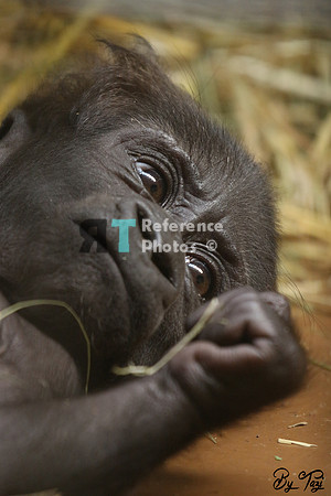 Gorilla baby