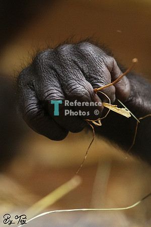 Gorilla baby's fist