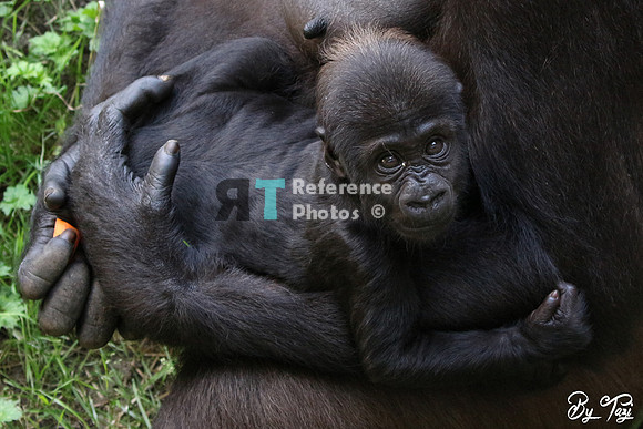 Gorilla baby