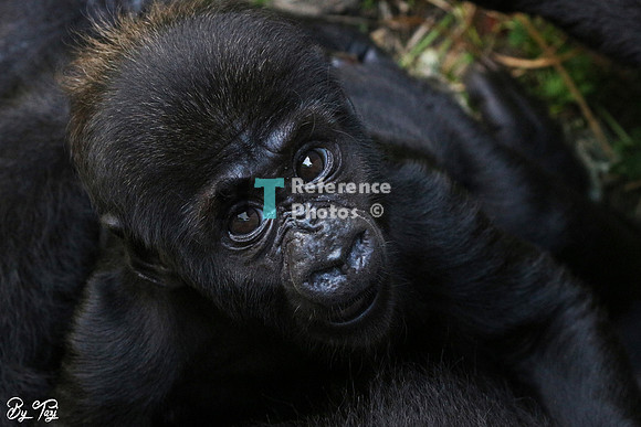 Gorilla baby