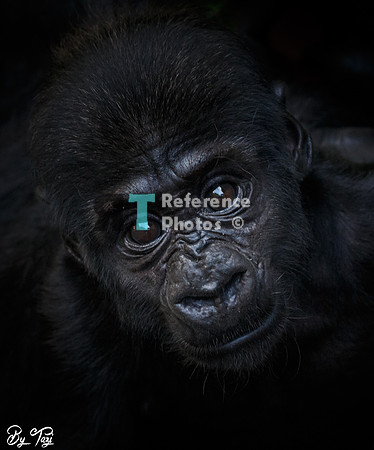 Gorilla baby