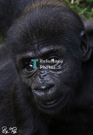 Gorilla baby
