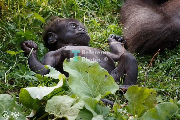 Gorilla baby