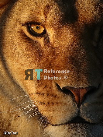 Lioness close up