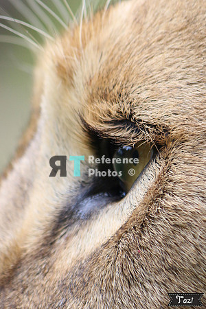 Eye of a lioness