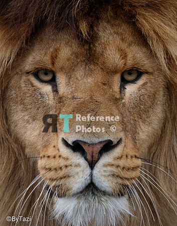 Lion close up