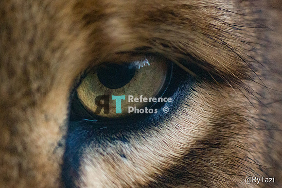 Eye of a lionesss