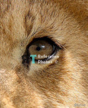 Eye of lion cub