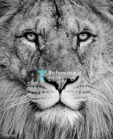 Lion close up