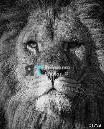 Lion close up