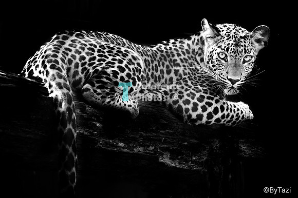Leopard (B&W)