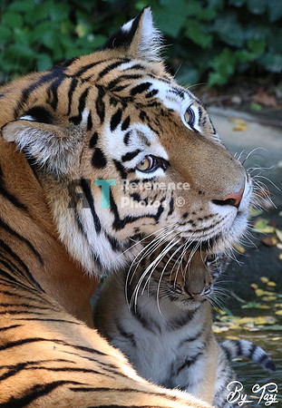 Siberian tiger mother and cub