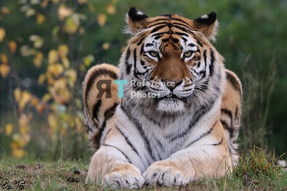 Siberian tiger
