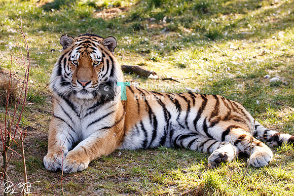 Siberian tiger