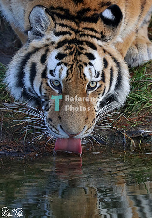 Siberian tiger drinking
