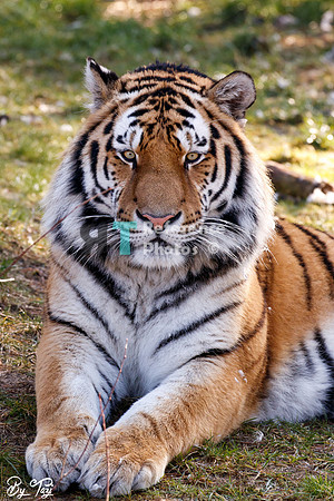 Siberian tiger