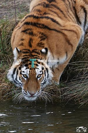 Siberian tiger drinking