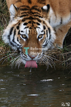 Siberian tiger drinking
