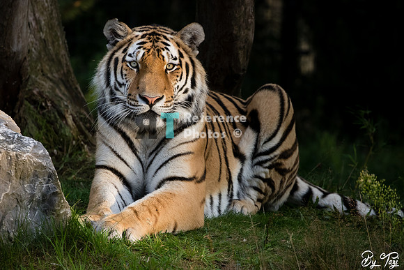 Siberian tiger